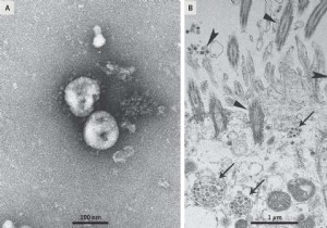 Australian researchers have replicated the Chinese coronavirus. Why is this good news? 