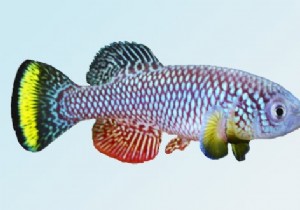 An African fish could be the key to stopping aging in humans! 