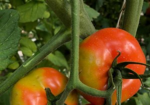 A first case of tomato virus confirmed in France 