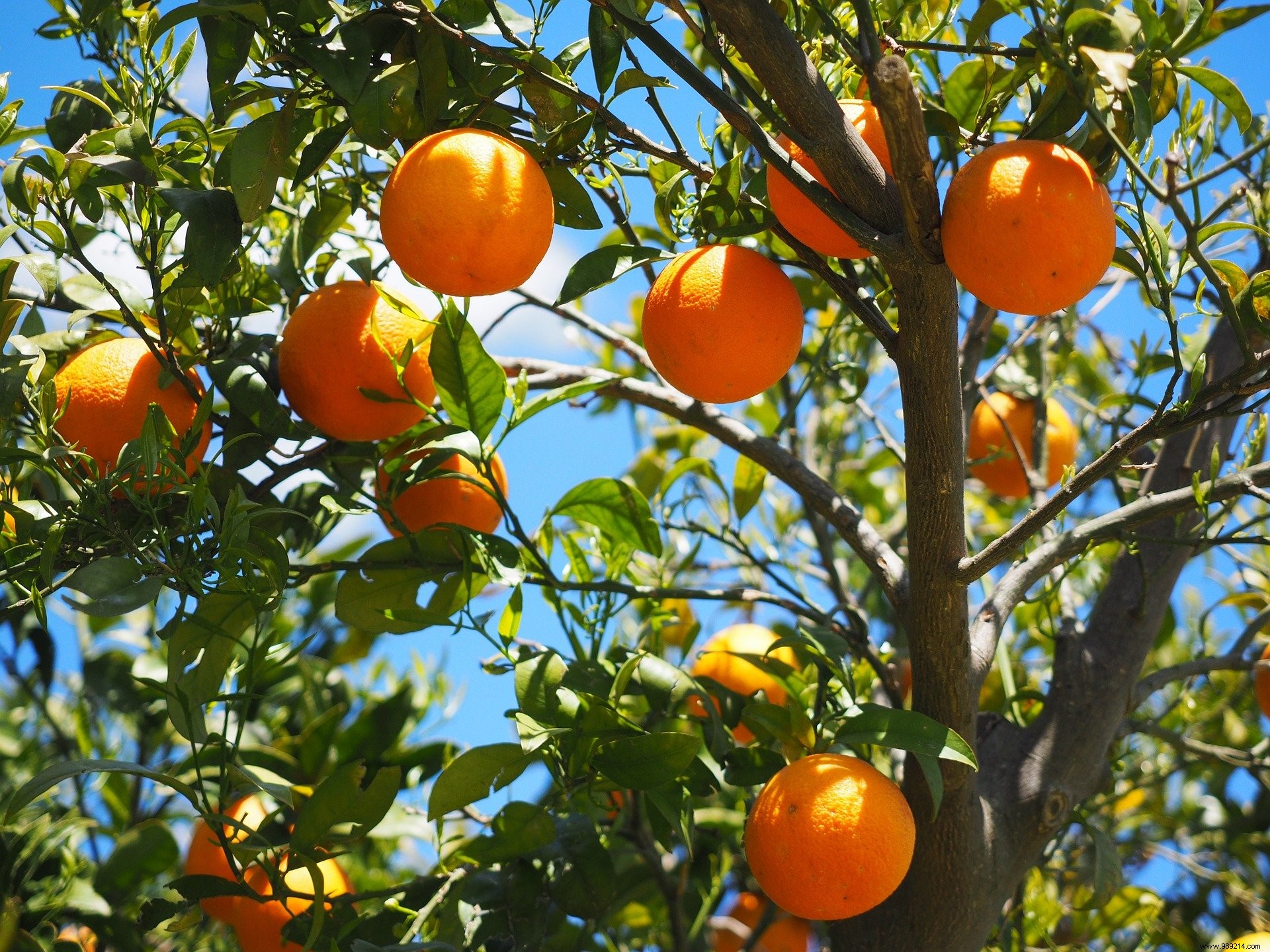 Eating Fruit During Pregnancy Boosts Babies  Cognitive Development 