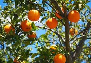 Eating Fruit During Pregnancy Boosts Babies  Cognitive Development 