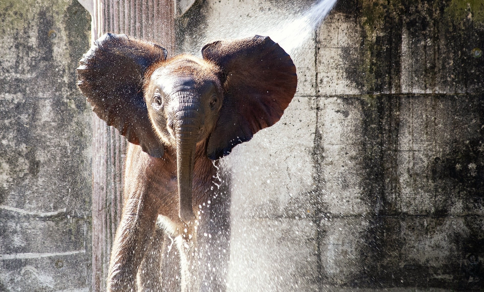 Lack of income, this zoo considered killing animals to feed others 