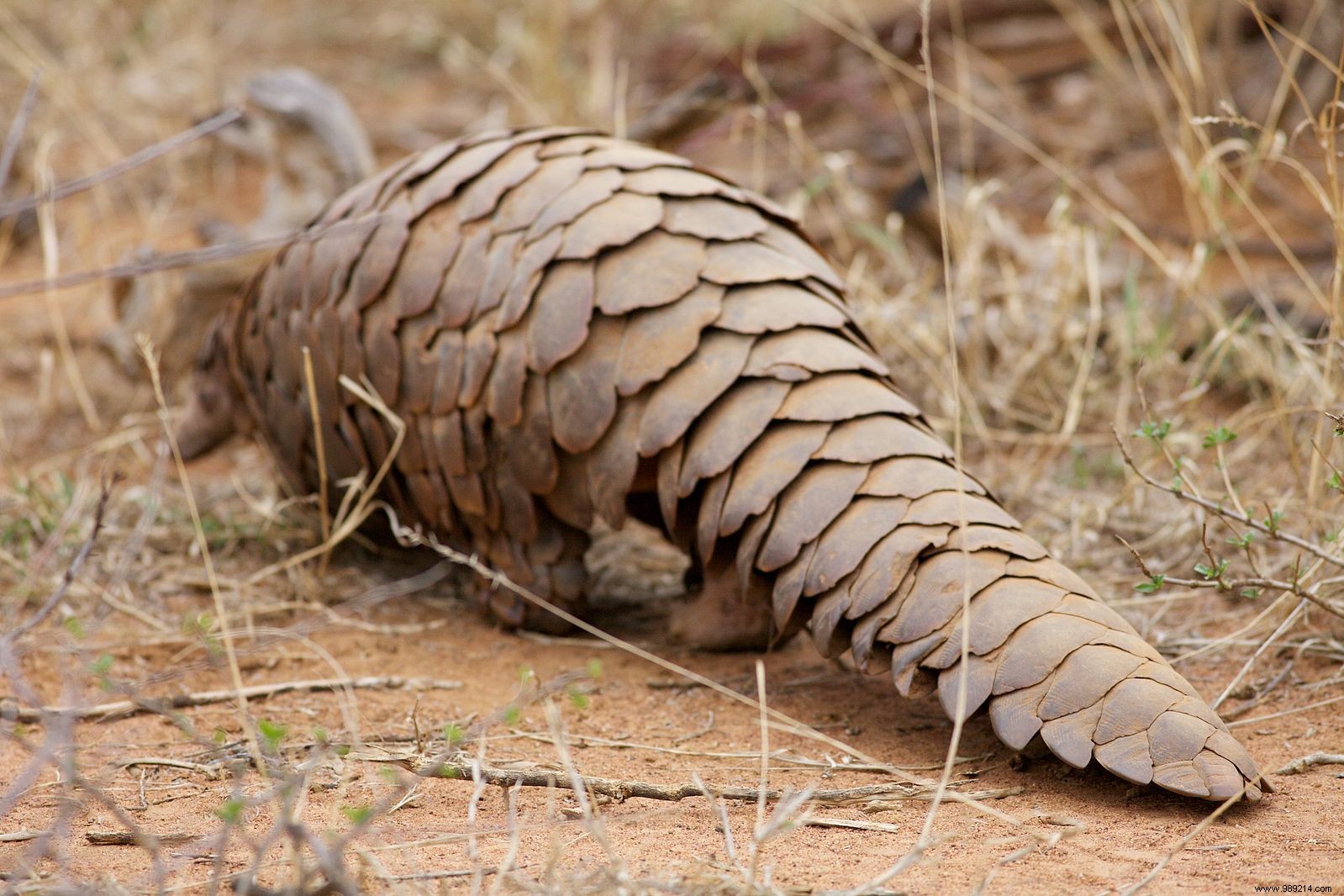 SARS-CoV-2 and pangolins, a new study sheds light on us 