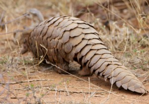 SARS-CoV-2 and pangolins, a new study sheds light on us 