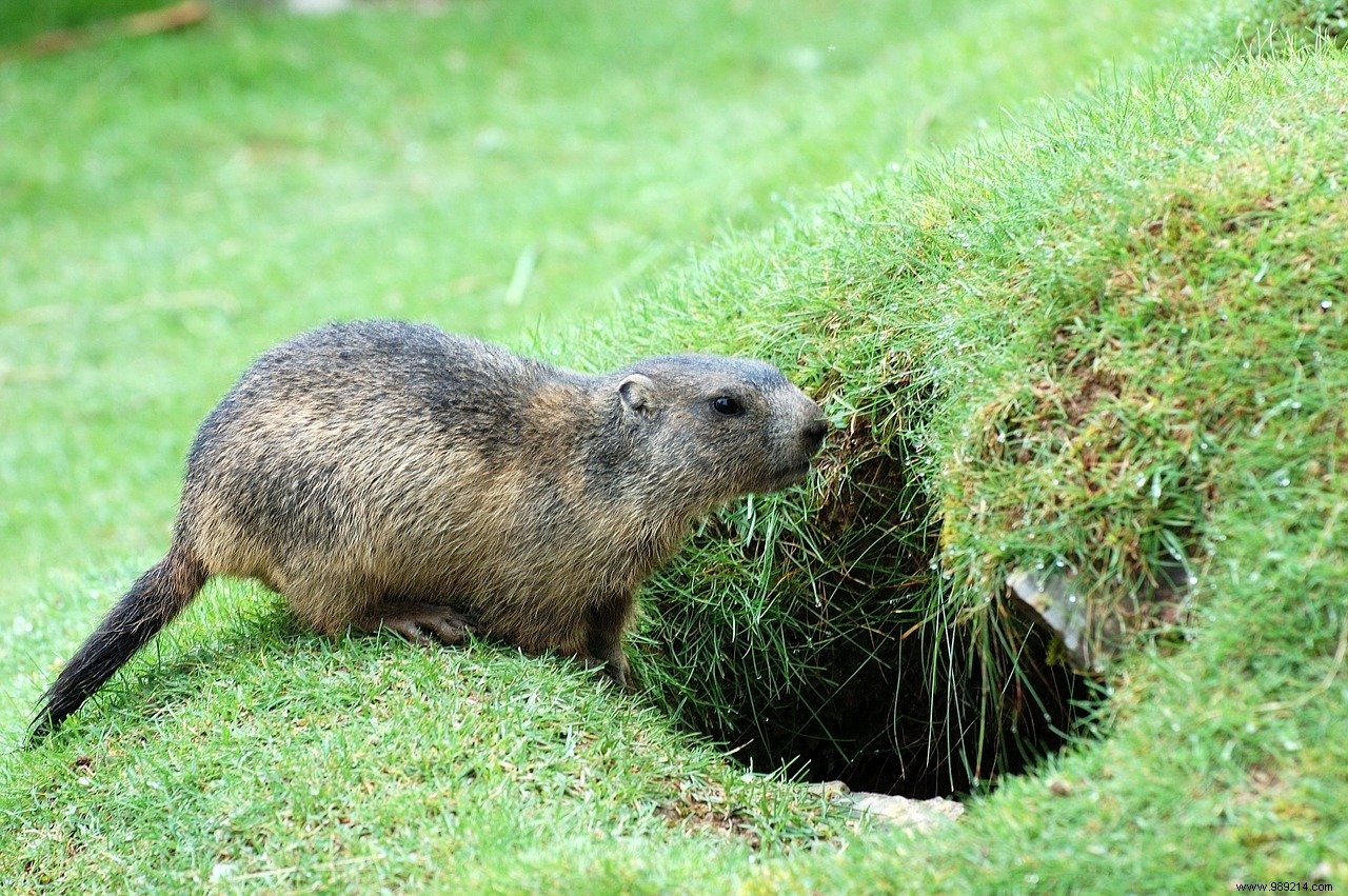 A new case of bubonic plague confirmed in Inner Mongolia 