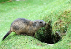 A new case of bubonic plague confirmed in Inner Mongolia 