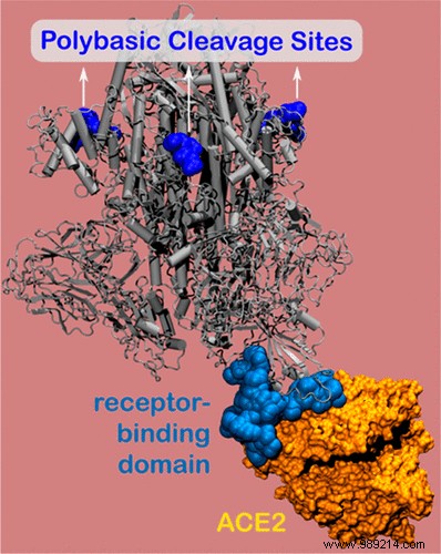 Covid-19:researchers have discovered a weak point in the coronavirus! 