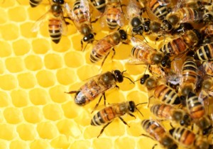 Discovery:bee venom kills breast cancer cells 