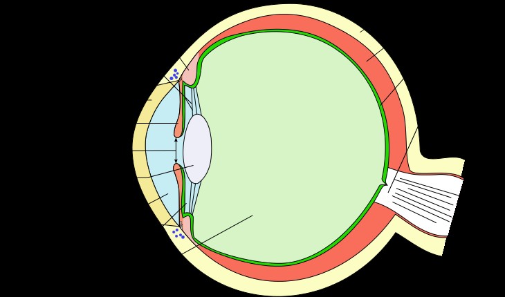 Activating a gene could restore sight! 