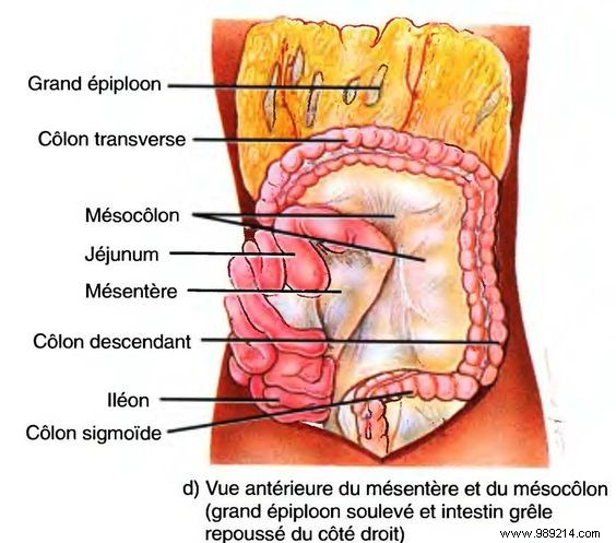 How many organs are there in the human body? 