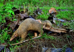 Covid-19:why is the pangolin no longer on the agenda? 