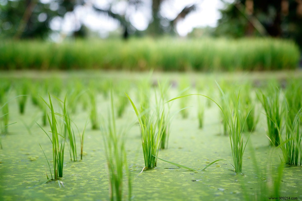 How to cook rice to eliminate its arsenic while retaining its nutrients? 