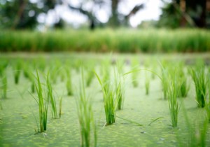 How to cook rice to eliminate its arsenic while retaining its nutrients? 