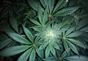 UN removes cannabis from list of most dangerous drugs 