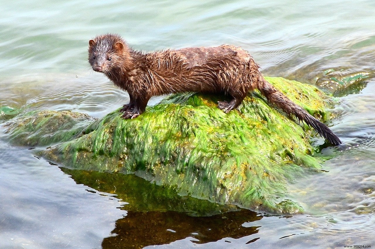 Covid-19:mink carrying the virus escape to Denmark and raise fears of animal contamination 