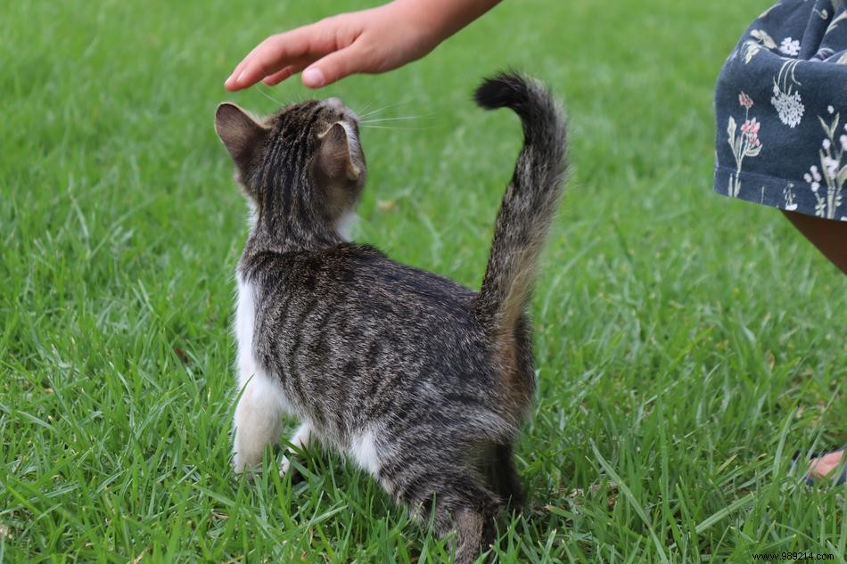 Autism:we can help children gain empathy thanks to cats 