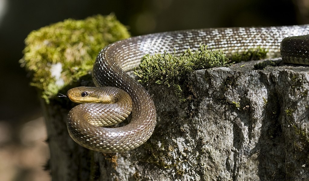 Why are there snakes in iconography related to medicine? 