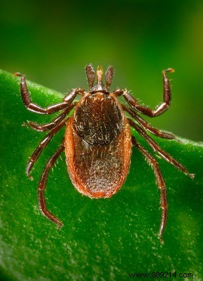 Lyme disease vector ticks abundant in beach areas? 