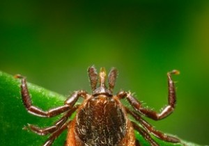 Lyme disease vector ticks abundant in beach areas? 