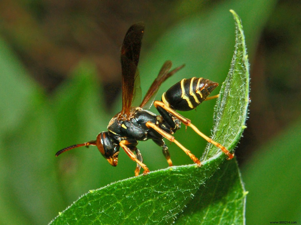 Bees and wasps have denser brains than birds! 