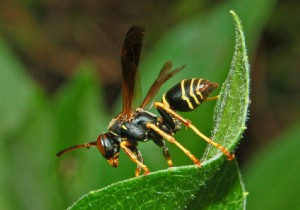 Bees and wasps have denser brains than birds! 