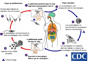 This insect gives dogs a good smell, according to a study 