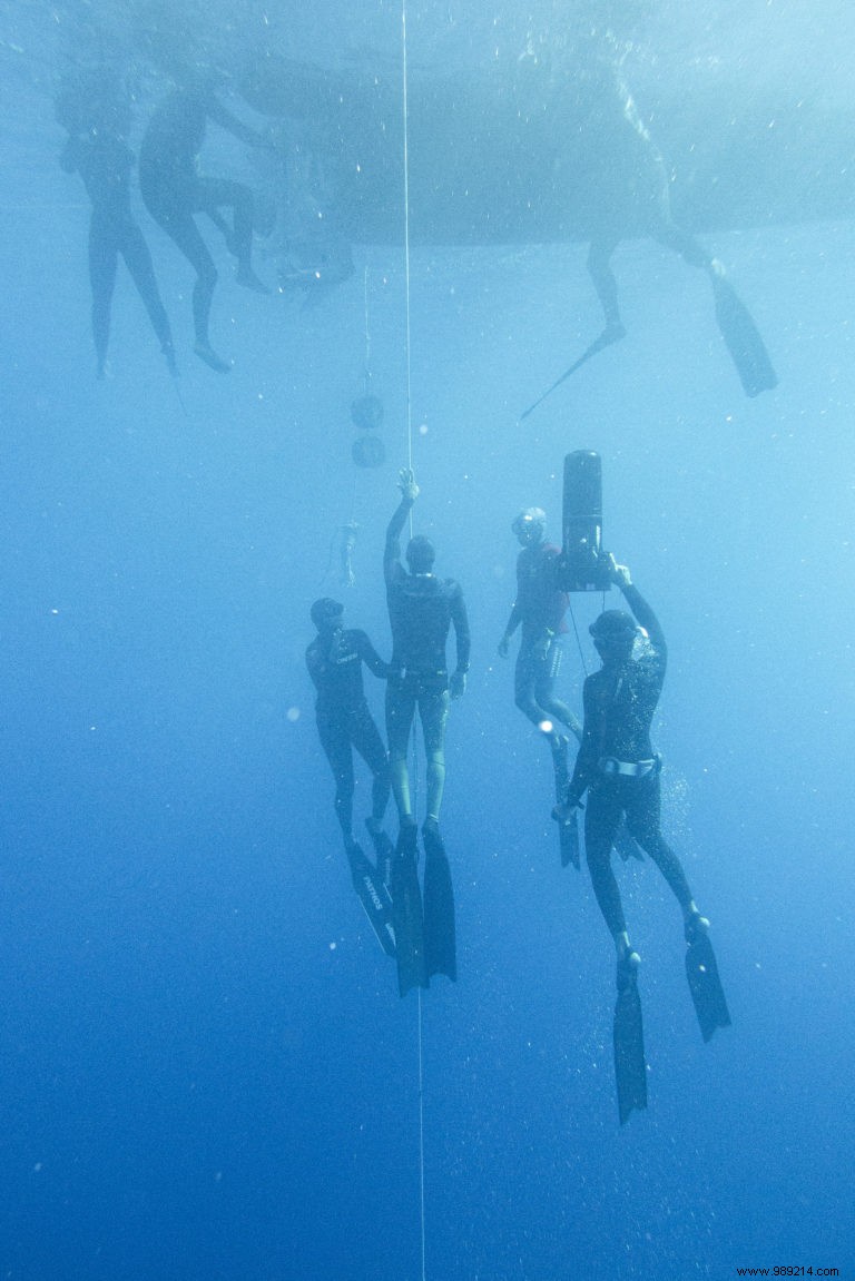 Heart rate:in diving, freedivers compete with seals 