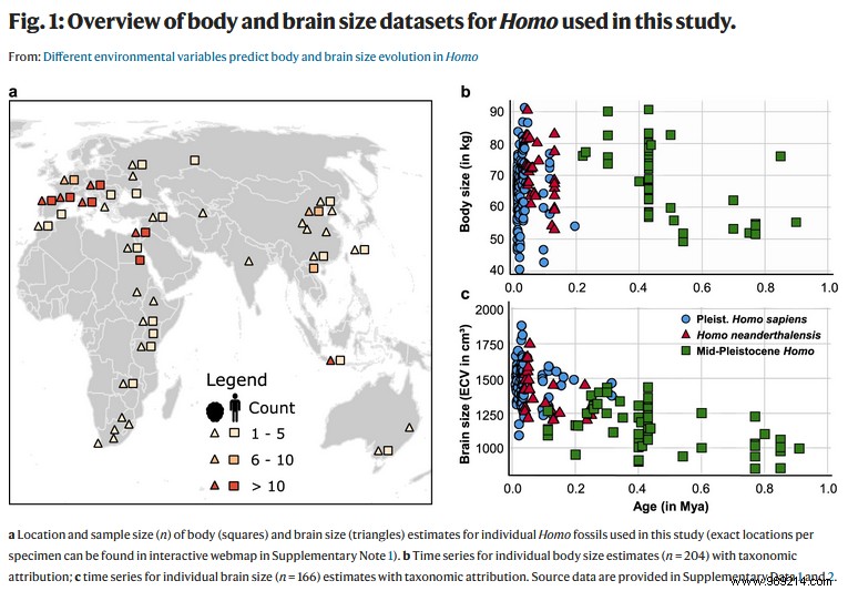 The size of the human body would have evolved according to changes in temperature 