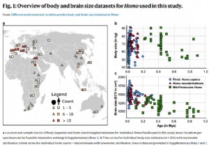 The size of the human body would have evolved according to changes in temperature 