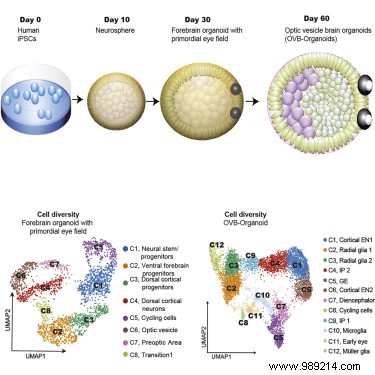 Brain organoids developed rudimentary eyes 