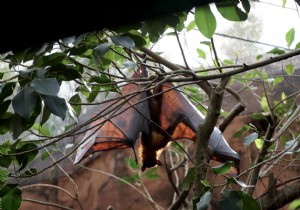 In India, authorities seek to contain the Nipah virus 