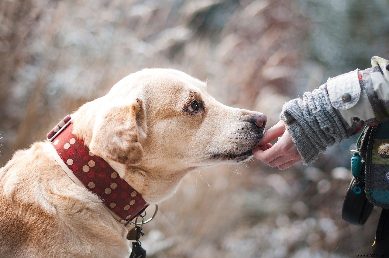 In dogs, the owner s voice generates brain activity similar to that of a baby listening to its mother 