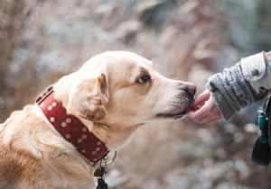 In dogs, the owner s voice generates brain activity similar to that of a baby listening to its mother 