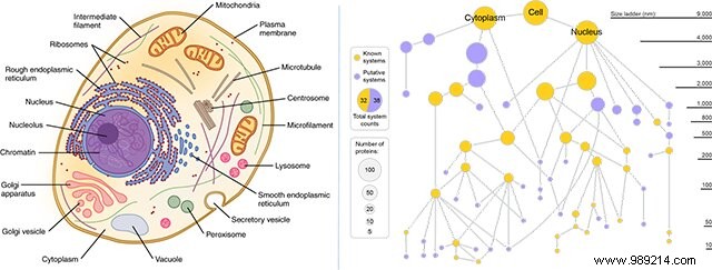 We may not know half of what s in our cells 