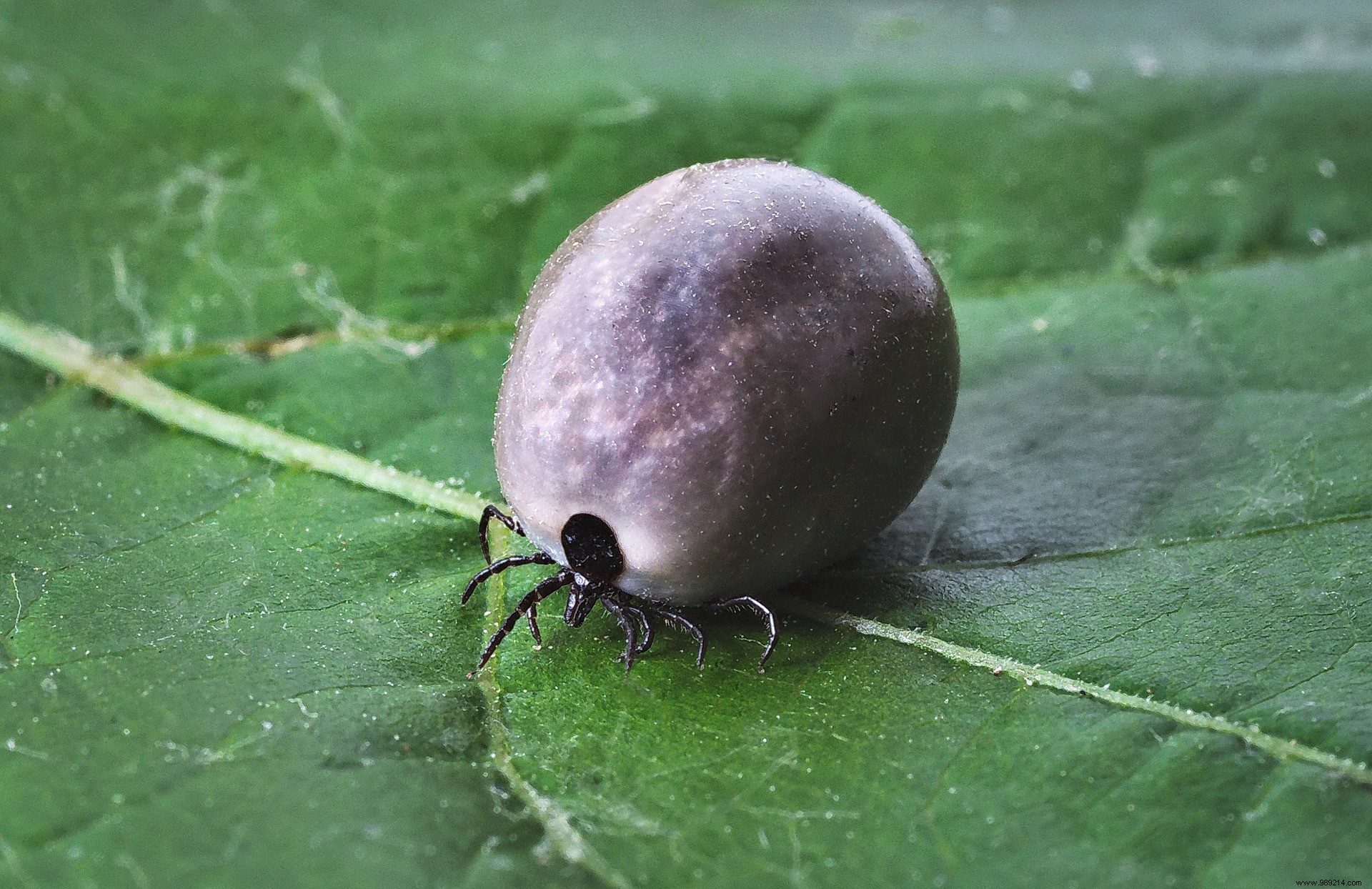 A promising new vaccine against Lyme disease 