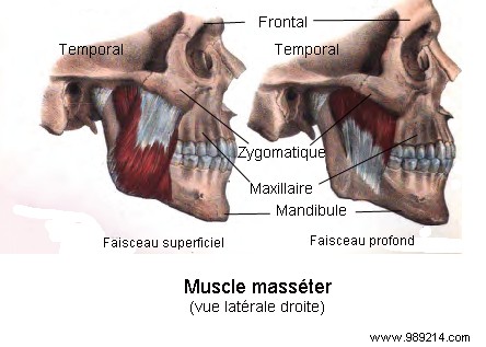 Researchers describe a new part of the human body 