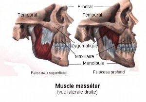 Researchers describe a new part of the human body 