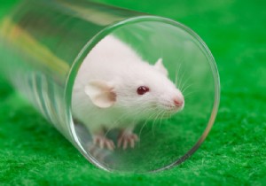 This  anti-aging  vaccine increases the lifespan of mice. Will it work in humans? 