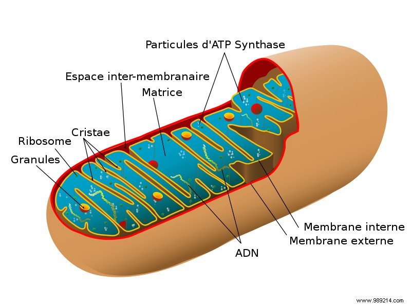 This work provides new information on the genetic origin of obesity 