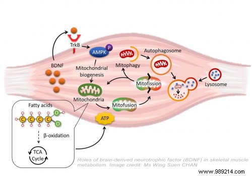 This work provides new information on the genetic origin of obesity 