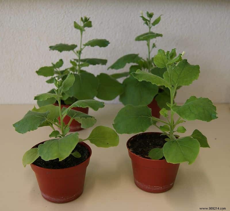 Covid-19:a promising vaccine made from plants 