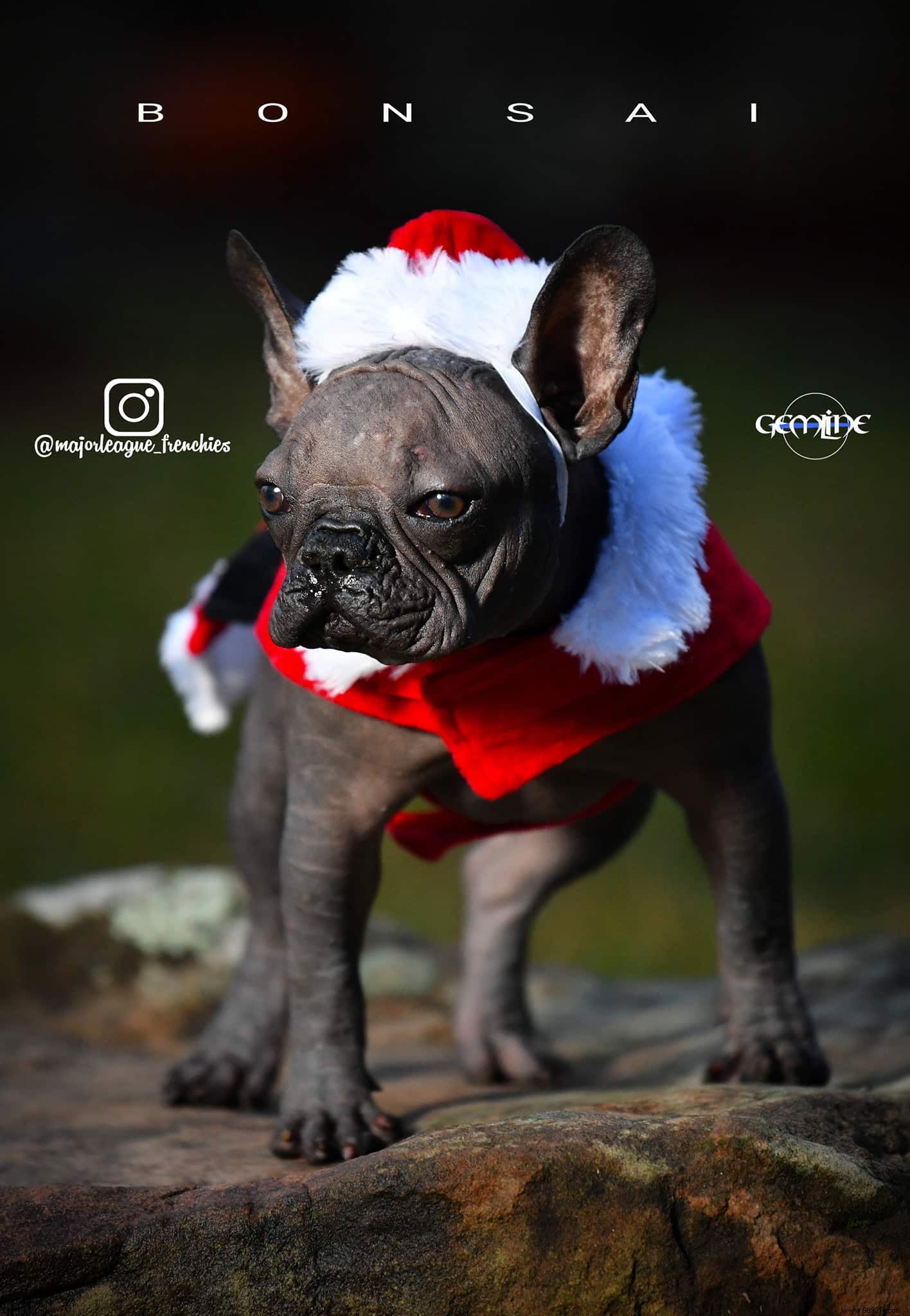 Hairless French bulldogs:the alert from British veterinarians 