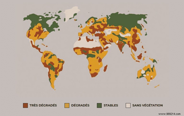 This NGO explains why soils are important and why they must be preserved 