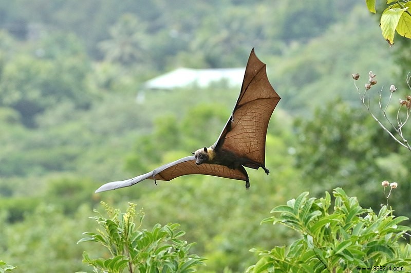 Climate change increases the risk of viral transmission between species 