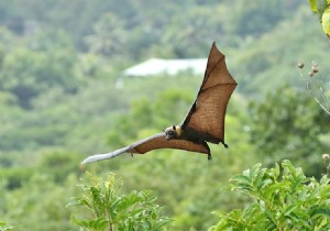 Climate change increases the risk of viral transmission between species 