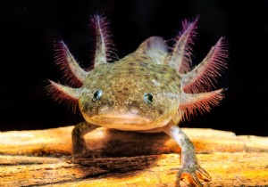 What if this aquatic salamander could give eternal life to humans? 