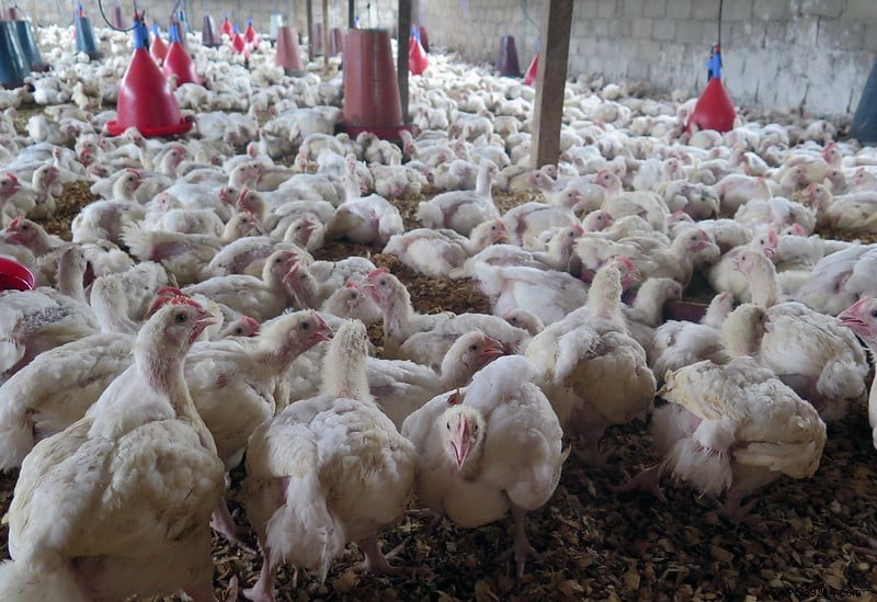 H3N8 avian flu:a first case of human contamination detected in China 