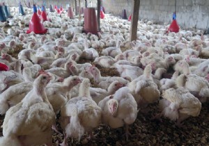 H3N8 avian flu:a first case of human contamination detected in China 