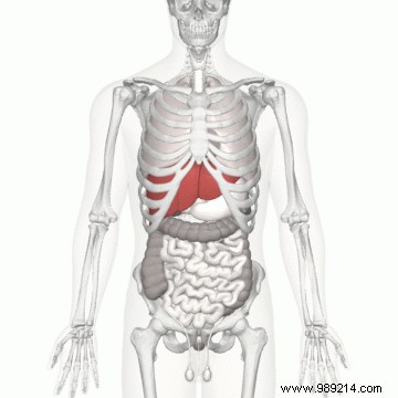 No matter how old you are, your liver is only about three years old 