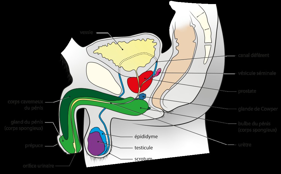 Why urinating shortly after ejaculation is often painful? 